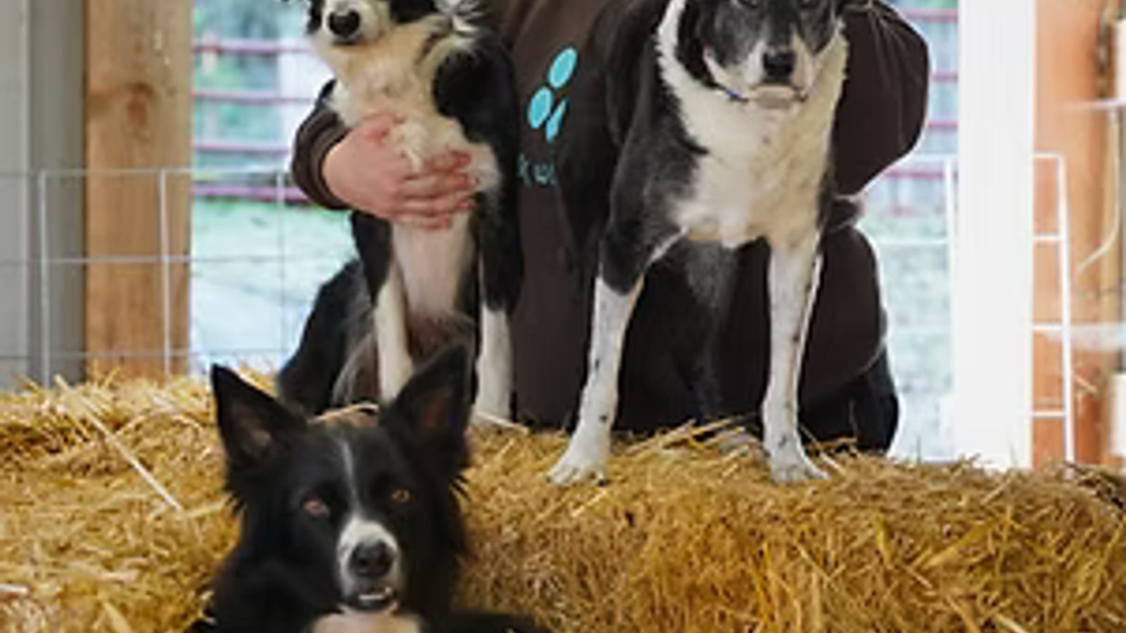 Lisa Ziomkowski with three dogs in a straw-barn setting