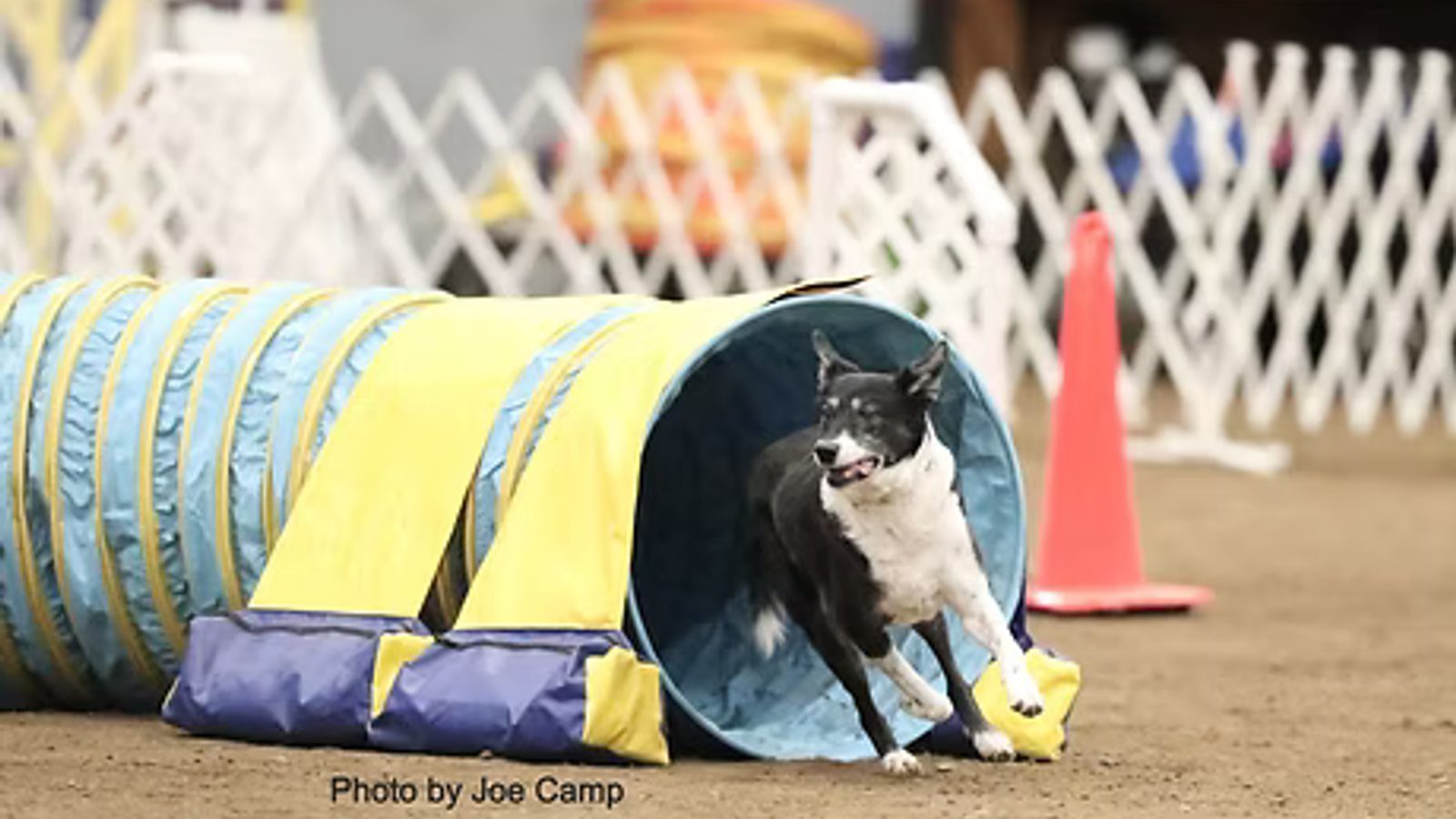 Bring Your Work to Sports Paws