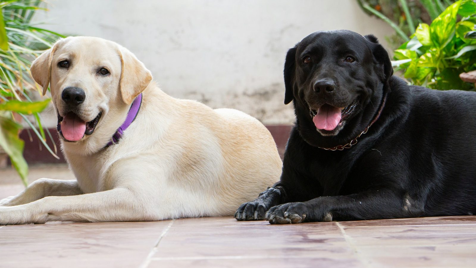 Build a Dog-Sport Sampler Day With Us collaboration opportunity