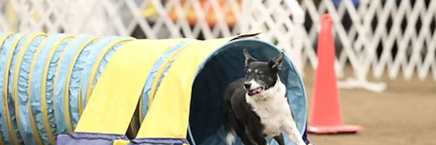 Sports Paws cover