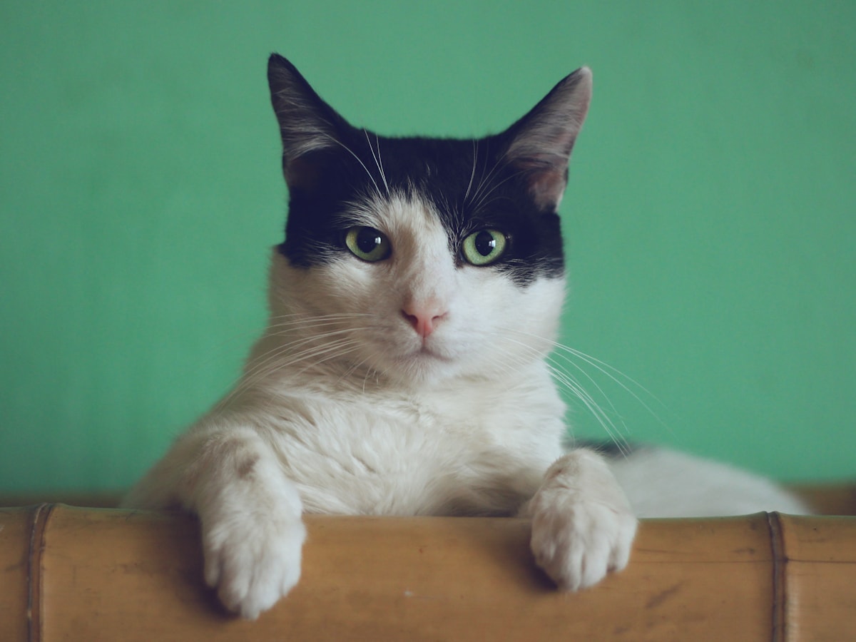 Miso